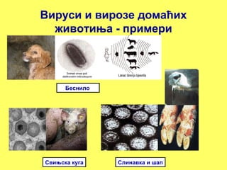 Вируси и вирозе домаћих 
животиња - примери 
Беснило 
Свињска куга Слинавка и шап 
 