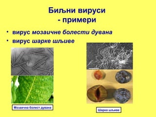 Биљни вируси 
- примери 
• вирус мозаичне болести дувана 
• вирус шарке шљиве 
Мозаична болест дувана 
Шарка шљиве 
 
