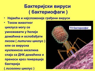 Бактеријски вируси 
( бактериофаги ) 
• Највећи и најсложеније грађени вируси 
• Током животног 
циклуса могу се 
умножавати у ћелији 
домаћина и ослобађати 
лизом ( литички циклус ) 
или се вирусна 
нуклеинска киселина 
спаја са ДНК домаћина и 
преноси кроз генерације 
бактерија 
( лизогени циклус ) 
Т4 бактериофаг 
 