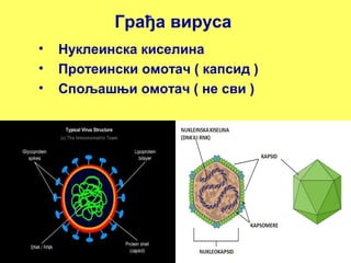 Грађа вируса 
• Нуклеинска киселина 
• Протеински омотач ( капсид ) 
• Спољашњи омотач ( не сви ) 
 