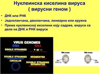 Нуклеинска киселина вируса 
( вирусни геном ) 
• ДНК или РНК 
• Једноланчана, дволанчана, линеарна или кружна 
• Према нуклеинској киселини коју садрже, вируси се 
деле на ДНК и РНК вирусе 
 