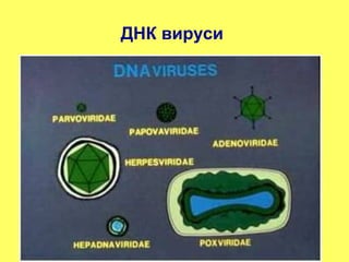 ДНК вируси 
 