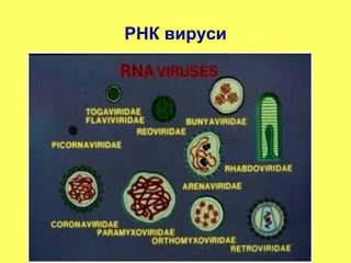 РНК вируси 
 