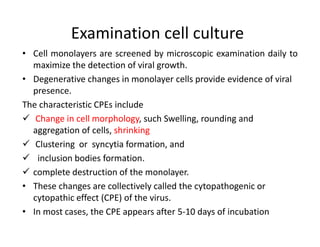 Examination cell culture
• Cell monolayers are screened by microscopic examination daily to
maximize the detection of viral growth.
• Degenerative changes in monolayer cells provide evidence of viral
presence.
The characteristic CPEs include
 Change in cell morphology, such Swelling, rounding and
aggregation of cells, shrinking
 Clustering or syncytia formation, and
 inclusion bodies formation.
 complete destruction of the monolayer.
• These changes are collectively called the cytopathogenic or
cytopathic effect (CPE) of the virus.
• In most cases, the CPE appears after 5-10 days of incubation
 