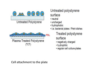 Cell attachment to the plate
 