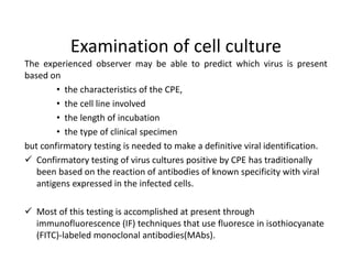 Examination of cell culture
The experienced observer may be able to predict which virus is present
based on
• the characteristics of the CPE,
• the cell line involved
• the length of incubation
• the type of clinical specimen
but confirmatory testing is needed to make a definitive viral identification.
 Confirmatory testing of virus cultures positive by CPE has traditionally
been based on the reaction of antibodies of known specificity with viral
antigens expressed in the infected cells.
 Most of this testing is accomplished at present through
immunofluorescence (IF) techniques that use fluoresce in isothiocyanate
(FITC)-labeled monoclonal antibodies(MAbs).
 