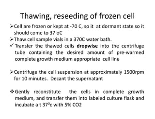 Thawing, reseeding of frozen cell
Cell are frozen or kept at -70 C, so it at dormant state so it
should come to 37 oC
Thaw cell sample vials in a 370C water bath.
 Transfer the thawed cells dropwise into the centrifuge
tube containing the desired amount of pre-warmed
complete growth medium appropriate cell line
Centrifuge the cell suspension at approximately 1500rpm
for 10 minutes. Decant the supernatant
Gently reconstitute the cells in complete growth
medium, and transfer them into labeled culture flask and
incubate a t 370c with 5% CO2
 