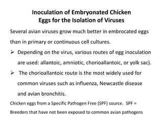 Inoculation of Embryonated Chicken
Eggs for the Isolation of Viruses
Several avian viruses grow much better in embrocated eggs
than in primary or continuous cell cultures.
 Depending on the virus, various routes of egg inoculation
are used: allantoic, amniotic, chorioallantoic, or yolk sac).
 The chorioallantoic route is the most widely used for
common viruses such as influenza, Newcastle disease
and avian bronchitis.
Chicken eggs from a Specific Pathogen Free (SPF) source. SPF =
Breeders that have not been exposed to common avian pathogens
 