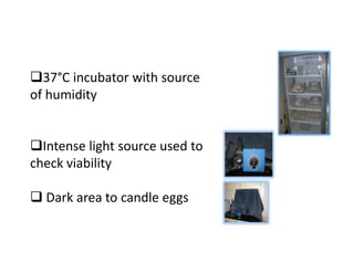 37°C incubator with source
of humidity
Intense light source used to
check viability
 Dark area to candle eggs
 