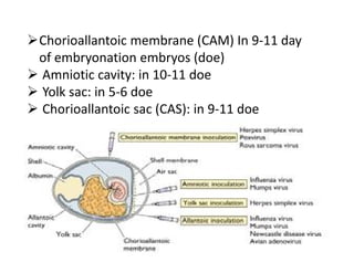Chorioallantoic membrane (CAM) In 9‐11 day
of embryonation embryos (doe)
 Amniotic cavity: in 10‐11 doe
 Yolk sac: in 5‐6 doe
 Chorioallantoic sac (CAS): in 9‐11 doe
 