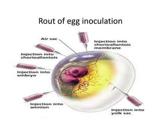Rout of egg inoculation
 
