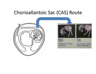 Chorioallantoic Sac (CAS) Route
 