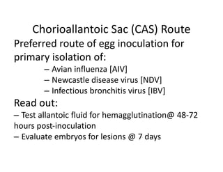 Chorioallantoic Sac (CAS) Route
Preferred route of egg inoculation for
primary isolation of:
– Avian influenza [AIV]
– Newcastle disease virus [NDV]
– Infectious bronchitis virus [IBV]
Read out:
– Test allantoic fluid for hemagglutination@ 48‐72
hours post‐inoculation
– Evaluate embryos for lesions @ 7 days
 