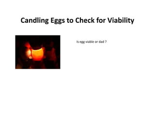 Candling Eggs to Check for Viability
Is egg viable or dad ?
 
