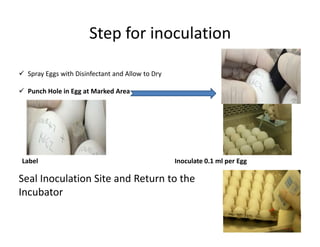 Step for inoculation
 Spray Eggs with Disinfectant and Allow to Dry
 Punch Hole in Egg at Marked Area
Label Inoculate 0.1 ml per Egg
Seal Inoculation Site and Return to the
Incubator
 