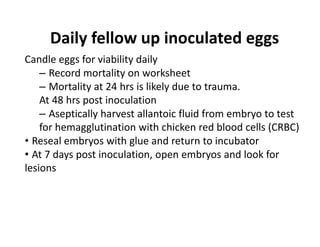 Daily fellow up inoculated eggs
Candle eggs for viability daily
– Record mortality on worksheet
– Mortality at 24 hrs is likely due to trauma.
At 48 hrs post inoculation
– Aseptically harvest allantoic fluid from embryo to test
for hemagglutination with chicken red blood cells (CRBC)
• Reseal embryos with glue and return to incubator
• At 7 days post inoculation, open embryos and look for
lesions
 