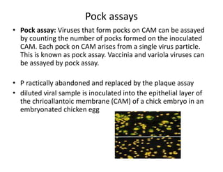 Pock assays
• Pock assay: Viruses that form pocks on CAM can be assayed
by counting the number of pocks formed on the inoculated
CAM. Each pock on CAM arises from a single virus particle.
This is known as pock assay. Vaccinia and variola viruses can
be assayed by pock assay.
• P ractically abandoned and replaced by the plaque assay
• diluted viral sample is inoculated into the epithelial layer of
the chrioallantoic membrane (CAM) of a chick embryo in an
embryonated chicken egg
 