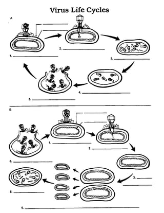 Virus life cycles worksheet diagram