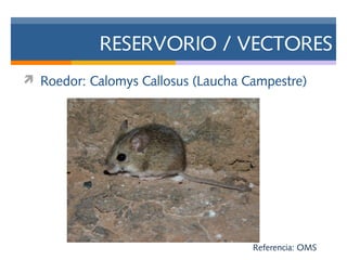 Calomys Virus machupo | PPT