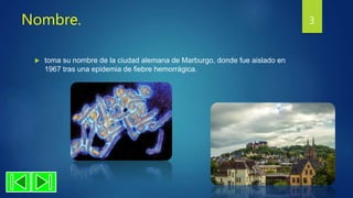 Nombre.
 toma su nombre de la ciudad alemana de Marburgo, donde fue aislado en
1967 tras una epidemia de fiebre hemorrágica.
3
 