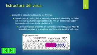 Estructura del virus.
 presenta la estructura clásica de los filovirus.
 tiene forma de bastoncillo de longitud variable entre los 800 y los 1400
nm y con un diámetro de alrededor de 80 nm. En ocasiones pueden
también tener forma circular, de U o de 6.
 La nucleocápside presenta, en su interior, una molécula de ARN de
polaridad negativa, y la envoltura viral tiene una simetría helicoidal.
5
 