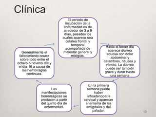 Clínica
El periodo de
incubación de la
enfermedad es de
alrededor de 3 a 9
días, pasados los
cuales aparece una
cefalea frontal y
temporal
acompañada de
malestar general y
mialgias.
Hacia el tercer día
aparece diarrea
acuosa con dolor
abdominal y
calambres, náusea y
vómito. La diarrea
puede ser también
grave y durar hasta
una semana
En la primera
semana puede
haber
linfoadenopatía
cervical y aparecer
enantema de las
amígdalas y del
paladar.
Las
manifestaciones
hemorrágicas se
producen a partir
del quinto día de
enfermedad.
Generalmente el
fallecimiento ocurre
sobre todo entre el
octavo o noveno día y
el día 16 a causa de
las hemorragias
continuas.
10
 
