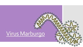 Virus Marburgo
1
 