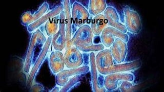 Virus Marburgo
 