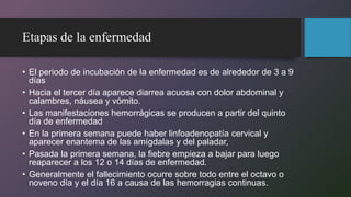 Etapas de la enfermedad
• El periodo de incubación de la enfermedad es de alrededor de 3 a 9
días
• Hacia el tercer día aparece diarrea acuosa con dolor abdominal y
calambres, náusea y vómito.
• Las manifestaciones hemorrágicas se producen a partir del quinto
día de enfermedad
• En la primera semana puede haber linfoadenopatía cervical y
aparecer enantema de las amígdalas y del paladar,
• Pasada la primera semana, la fiebre empieza a bajar para luego
reaparecer a los 12 o 14 días de enfermedad.
• Generalmente el fallecimiento ocurre sobre todo entre el octavo o
noveno día y el día 16 a causa de las hemorragias continuas.
 