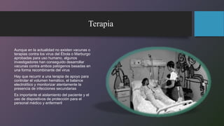 Terapia
Aunque en la actualidad no existen vacunas o
terapias contra los virus del Ébola o Marburgo
aprobadas para uso humano, algunos
investigadores han conseguido desarrollar
vacunas contra ambos patógenos basadas en
una forma recombinante del virus
Hay que recurrir a una terapia de apoyo para
controlar el volumen hemático, el balance
electrolítico y monitorizar atentamente la
presencia de infecciones secundarias
Es importante el aislamiento del paciente y el
uso de dispositivos de protección para el
personal médico y enfermeril
 