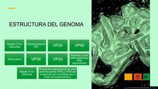ESTRUCTURA DEL GENOMA
Región 3’ no
traducida
Nucleoproteína
(NP)
VP35 VP40
Glicoproteína VP30 VP24
Proteína L (una
ARN polimerasa
ARN
dependiente)
Región 5’ no
traducida
El área de superposición se sitúa
entre los genes VP30 y VP24 (en
el genoma del virus Ébola hay 3
áreas de superposición).
Esta foto de Autor desconocido está bajo licencia CC BY-SA-NC
4
 