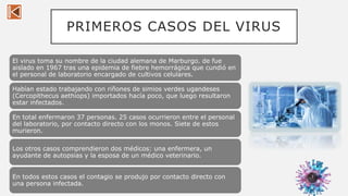 PRIMEROS CASOS DEL VIRUS
El virus toma su nombre de la ciudad alemana de Marburgo. de fue
aislado en 1967 tras una epidemia de fiebre hemorrágica que cundió en
el personal de laboratorio encargado de cultivos celulares.
Habían estado trabajando con riñones de simios verdes ugandeses
(Cercopithecus aethiops) importados hacía poco, que luego resultaron
estar infectados.
En total enfermaron 37 personas. 25 casos ocurrieron entre el personal
del laboratorio, por contacto directo con los monos. Siete de estos
murieron.
Los otros casos comprendieron dos médicos: una enfermera, un
ayudante de autopsias y la esposa de un médico veterinario.
En todos estos casos el contagio se produjo por contacto directo con
una persona infectada.
3
 