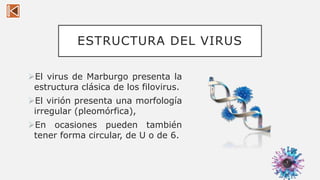 ESTRUCTURA DEL VIRUS
El virus de Marburgo presenta la
estructura clásica de los filovirus.
El virión presenta una morfología
irregular (pleomórfica),
En ocasiones pueden también
tener forma circular, de U o de 6.
5
 