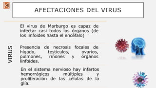 AFECTACIONES DEL VIRUSVIRUS
El virus de Marburgo es capaz de
infectar casi todos los órganos (de
los linfoides hasta el encéfalo)
Presencia de necrosis focales de
hígado, testículos, ovarios,
pulmones, riñones y órganos
linfoides.
En el sistema nervioso hay infartos
hemorrágicos múltiples y
proliferación de las células de la
glía.
6
 