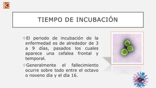 TIEMPO DE INCUBACIÓN
El periodo de incubación de la
enfermedad es de alrededor de 3
a 9 días, pasados los cuales
aparece una cefalea frontal y
temporal.
Generalmente el fallecimiento
ocurre sobre todo entre el octavo
o noveno día y el día 16.
8
 