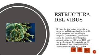 ESTRUCTURA
DEL VIRUS
 El virus de Marburgo presenta la
estructura clásica de los filovirus. El
virión presenta una morfología
irregular (pleomórfica), pues tiene
forma de bastoncillo de longitud
variable entre los 800 y los 1400 nm y
con un diámetro de alrededor de 80
nm. En ocasiones pueden también
tener forma circular, de U o de 6.
4
 