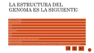 Región 3’ no traducida
Nucleoproteína (NP)
VP35
VP40
Glicoproteína
VP30
VP24
Proteína L (una ARN polimerasa ARN dependiente)
Región 5’ no traducida
El área de superposición se sitúa entre los genes VP30 y VP24 (en el genoma del virus Ébola hay 3 áreas de superposición).
5
 