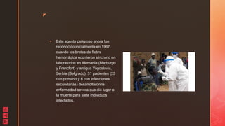 z
 Este agente peligroso ahora fue
reconocido inicialmente en 1967,
cuando los brotes de fiebre
hemorrágica ocurrieron síncrono en
laboratorios en Alemania (Marburgo
y Francfort) y antigua Yugoslavia,
Serbia (Belgrado). 31 pacientes (25
con primario y 6 con infecciones
secundarias) desarrollaron la
enfermedad severa que dio lugar a
la muerte para siete individuos
infectados.
 