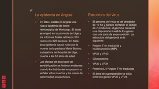 z
La epidemia en Angola
 En 2004, estalló en Angola una
nueva epidemia de fiebre
hemorrágica de Marburgo. El brote
se originó en la provincia de Uige y
los informes finales refirieron 374
casos con 329 decesos. En Italia,
esta epidemia causó ruido por la
muerte de la pediatra Maria Bonino,
trabajadora del hospital de Uige,
muerta a los 51 años de edad.
 Los efectos de esta labor de
sensibilización se hicieron evidentes
cuando los habitantes empezaron a
señalar a los muertos y los casos de
enfermedad sospechosos
Estructura del virus
 El genoma del virus es de alrededor
de 19 Kb y parece contener el código
de 7 productos; el genoma presenta
una disposición lineal de los genes
con una zona de superposición. La
estructura del genoma es la
siguiente:
 Región 3’ no traducida y
Nucleoproteína (NP)
 VP35 y VP40
 Glicoproteína
 VP30 y VP24
 Proteína L y Región 5’ no traducida
 El área de superposición se sitúa
entre los genes VP30 y VP24.
 