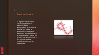 z
Replicación viral
El ingreso del virus a la
célula hospedante es
mediado por la
glicoproteína de superficie,
pero no se conoce el
receptor al que se pega.
Asimismo, se desconoce si
el virus penetra a través de
la fusión de la membrana o
si a esto se agrega
también un proceso de
endocitosis.
 