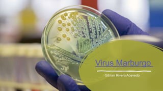 Virus Marburgo
Gibran Rivera Acevedo
 