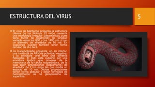 ESTRUCTURA DEL VIRUS
 El virus de Marburgo presenta la estructura
clásica de los filovirus. El virión presenta
una morfología irregular (pleomórfica), pues
tiene forma de bastoncillo de longitud
variable entre los 800 y los 1400 nm y con
un diámetro de alrededor de 80 nm. En
ocasiones pueden también tener forma
circular, de U o de 6.
 La nucleocápside presenta, en su interior,
una molécula de ARN de polaridad negativa,
y la envoltura viral tiene una simetría
helicoidal. El todo está cubierto por una
envoltura lipídica que proviene de la
membrana de la célula hospedadora, de la
cual salen proyecciones (peplómeros) de
alrededor de 7 nm entre las que media un
espacio de 10 nm. Dichas proyecciones
tienen forma globular y están formadas de
homotrímeros de la glicoproteína de
superficie.
5
 