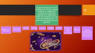 El genoma del virus es de
alrededor de 19 Kb y parece
contener el código de 7
productos; el genoma
presenta una disposición
lineal de los genes con una
zona de superposición. La
estructura del genoma es la
siguiente:
Región 3’ no
traducida
Nucleoprot
eína (NP)
VP35 VP40 Glicoproteína VP30 VP24 Proteína L (una
ARN
polimerasa
ARN
dependiente)
Región 5’ no
traducida El área de
superposición se
sitúa entre los genes
VP30 y VP24 (en el
genoma del virus
Ébola hay 3 áreas de
superposición).
6
 