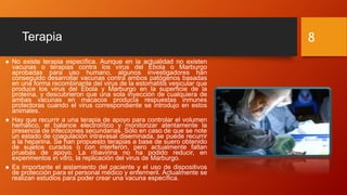 Terapia
♠ No existe terapia específica. Aunque en la actualidad no existen
vacunas o terapias contra los virus del Ébola o Marburgo
aprobadas para uso humano, algunos investigadores han
conseguido desarrollar vacunas contra ambos patógenos basadas
en una forma recombinante del virus de la estomatitis vesicular que
produce los virus del Ébola y Marburgo en la superficie de la
proteína, y descubrieron que una sola inyección de cualquiera de
ambas vacunas en macacos producía respuestas inmunes
protectoras cuando el virus correspondiente se introdujo en estos
animales.
♠ Hay que recurrir a una terapia de apoyo para controlar el volumen
hemático, el balance electrolítico y monitorizar atentamente la
presencia de infecciones secundarias. Sólo en caso de que se note
un estado de coagulación intravasal diseminada, se puede recurrir
a la heparina. Se han propuesto terapias a base de suero obtenido
de sujetos curados o con interferón, pero actualmente faltan
pruebas de apoyo. La ribavirina no ha podido reducir, en
experimentos in vitro, la replicación del virus de Marburgo.
♠ Es importante el aislamiento del paciente y el uso de dispositivos
de protección para el personal médico y enfermeril. Actualmente se
realizan estudios para poder crear una vacuna específica.
8
 