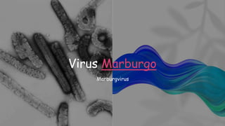 Virus Marburgo
Marburgvirus
 