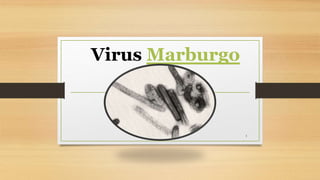 Virus Marburgo
1
 