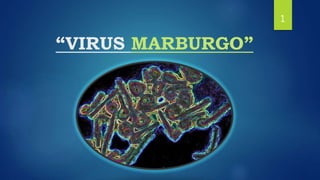 “VIRUS MARBURGO”
1
 