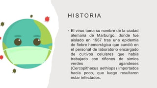 H I S T O R I A
• El virus toma su nombre de la ciudad
alemana de Marburgo, donde fue
aislado en 1967 tras una epidemia
de fiebre hemorrágica que cundió en
el personal de laboratorio encargado
de cultivos celulares que había
trabajado con riñones de simios
verdes ugandeses
(Cercopithecus aethiops) importados
hacía poco, que luego resultaron
estar infectados.
 