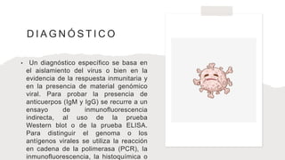 D I A G N Ó S T I C O
• Un diagnóstico específico se basa en
el aislamiento del virus o bien en la
evidencia de la respuesta inmunitaria y
en la presencia de material genómico
viral. Para probar la presencia de
anticuerpos (IgM y IgG) se recurre a un
ensayo de inmunofluorescencia
indirecta, al uso de la prueba
Western blot o de la prueba ELISA.
Para distinguir el genoma o los
antígenos virales se utiliza la reacción
en cadena de la polimerasa (PCR), la
inmunofluorescencia, la histoquímica o
 