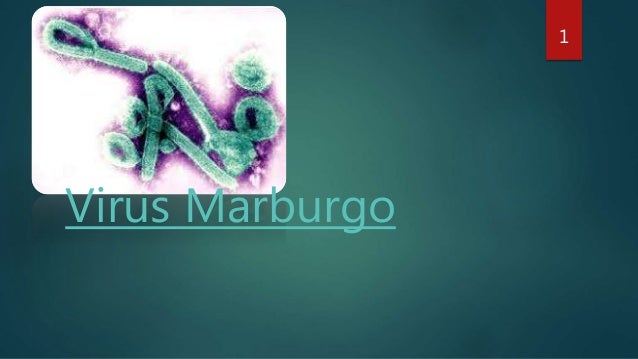 Virus Marburgo Herramientas Y Comunidad Digital